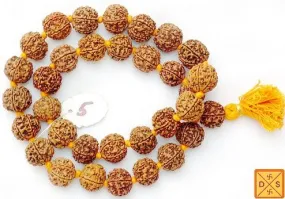 Five mukhi giant beads mala of 32 1 Super quality (18-22 mm) with knots between beads