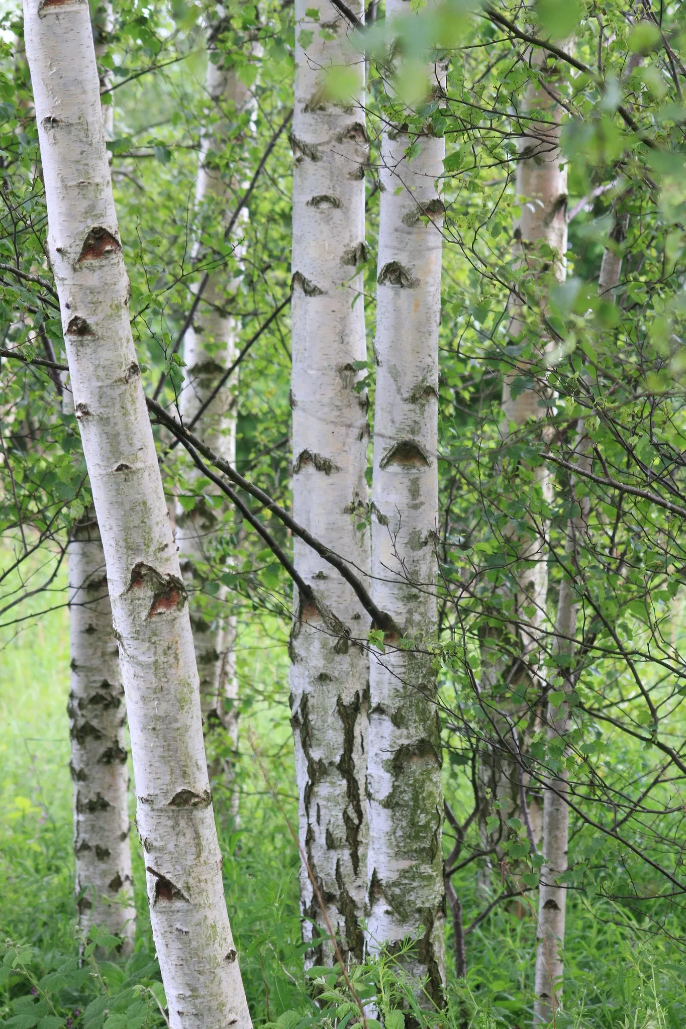 Silver Birch White Birch Betula Pendula 100 Seeds  USA Company