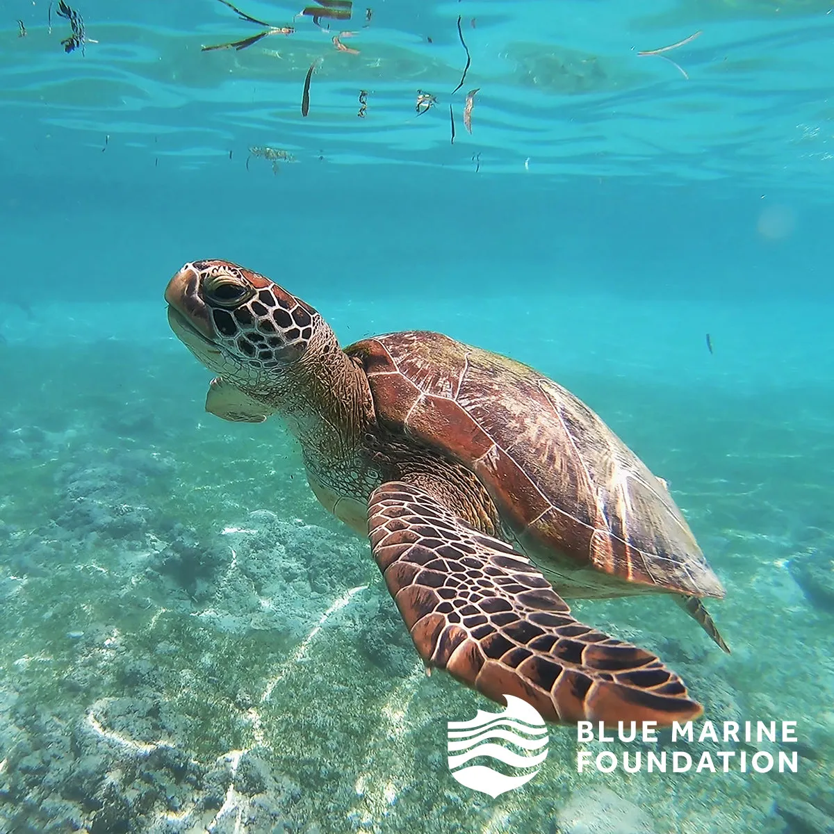 Turtle Conservation Coin Purse